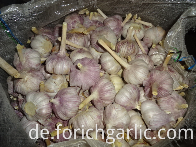 Fresh New Garlic